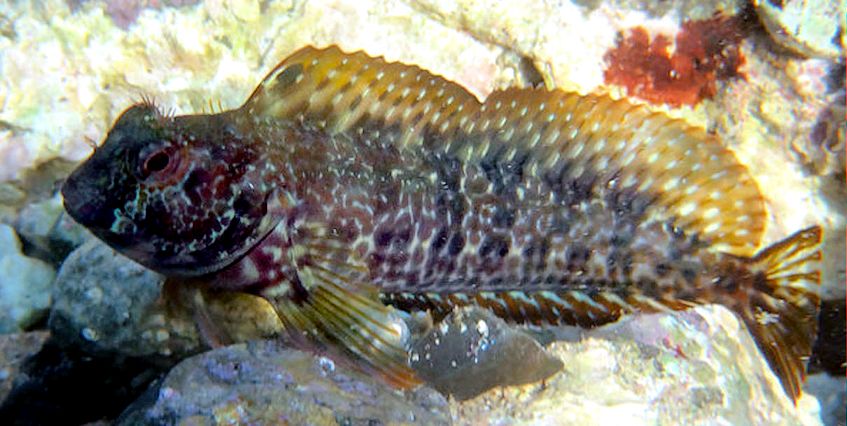 Parablennius pilicornis_005